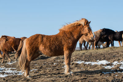 Horses standing on field during winter