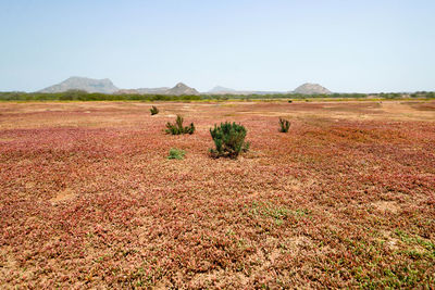 Scenic view of field against clear sky