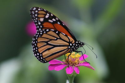 Close-up of butterfly pollinating on pink flower