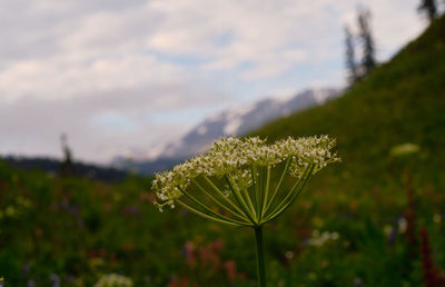Close-up of flowering plant on field against mountains 