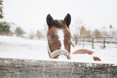 A brown and white horse peers over a fence in the snow