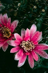 Close-up of pink flower