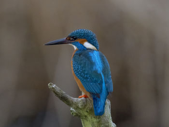 Close-up of bird perching on branch