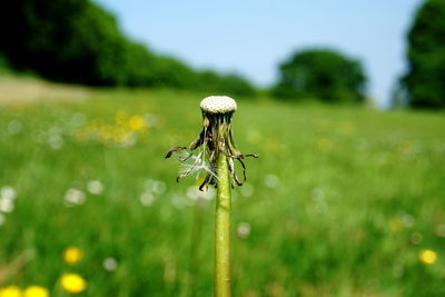 Close-up of white flower on field