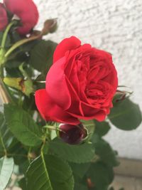 Close-up of red rose blooming outdoors