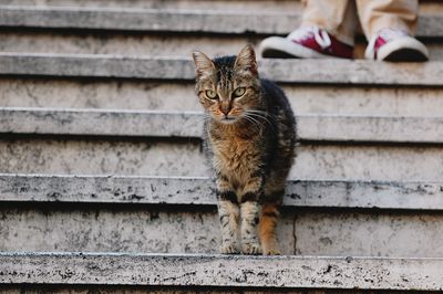 Close-up portrait of cat sitting on steps