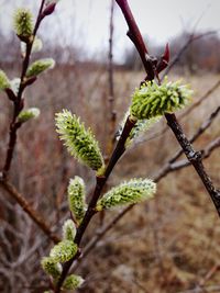 Close-up of flower growing on tree