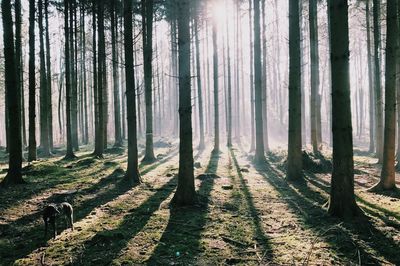 Trees in forest