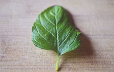 Close-up of leaves