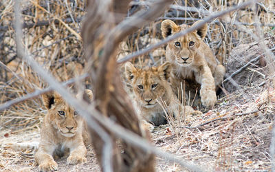 Portrait of lion cubs resting on field