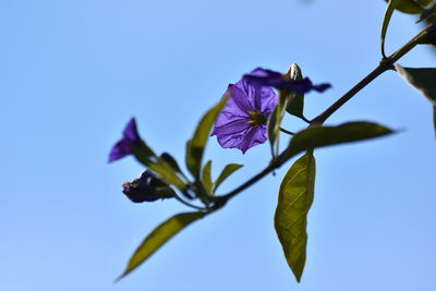 Close-up of purple flowering plant against blue sky