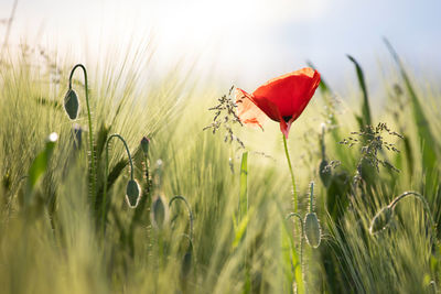 Close-up of red poppy flower on field