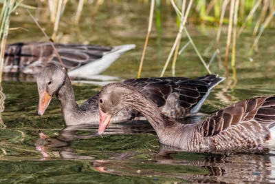 View of birds in lake