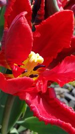 Close-up of day lily blooming outdoors