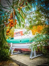 Orange fruits on tree against plants