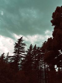 Low angle view of pine trees against sky