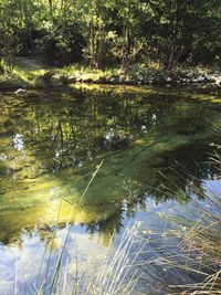 Reflection of trees in lake