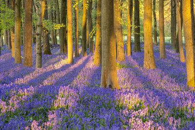 High angle view of trees in forest