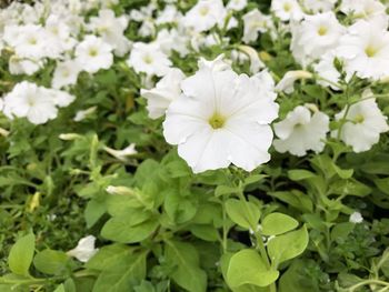 Close-up of white flowers blooming outdoors