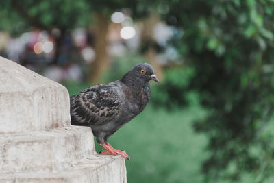 Close-up of pigeon perching on wooden post