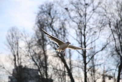 Low angle view of eagle flying against sky