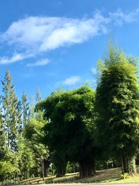 Low angle view of trees against sky