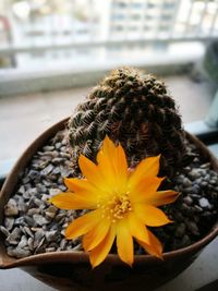 Close-up of potted flower