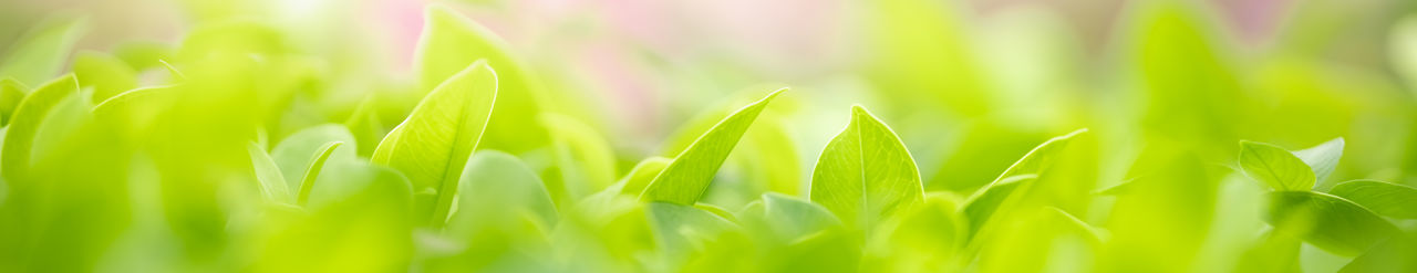 Full frame shot of fresh green field