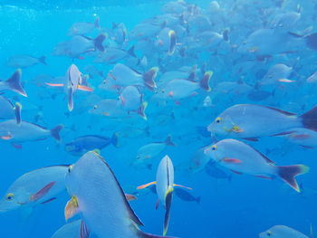 Fishes swimming in sea