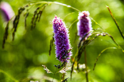 Close up of persicaria affinis on monte altissimo di nago in trento, italy