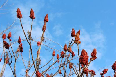 Low angle view of red flowers against sky