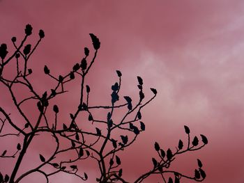 Low angle view of sky at sunset