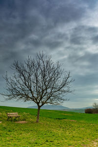 Bare tree on field against sky