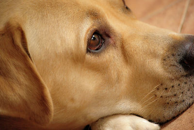 Close-up of dog looking away