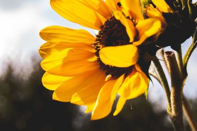 Close-up of yellow flowering plant