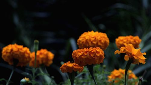 Close-up of orange marigold blooming outdoors