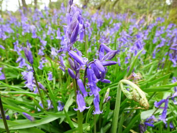 Close-up of purple crocus flowers blooming on field