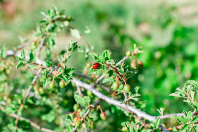 Close-up of ladybug on flower