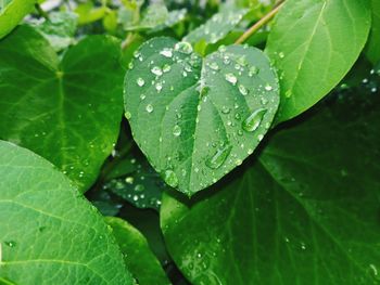 Close-up of wet leaves on rainy day