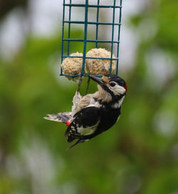 Woodpecker eating in the garden / buntspecht beim fressen im garten