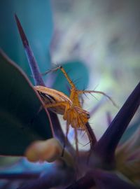 Close-up of insect on plant
