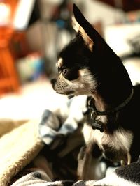 Close-up of a dog looking away