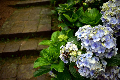 High angle view of purple flowering plant