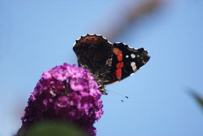 Close-up of butterfly on flower against blurred background