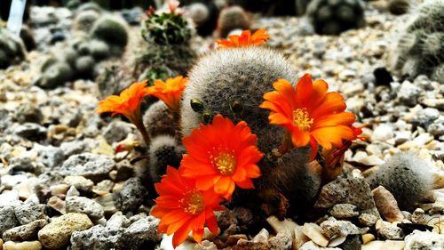 Close-up of flowers