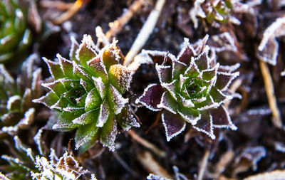 Close-up of frozen plant leaves during winter