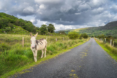 Donkey standing on the side of country road, molls gap, ring of kerry, ireland