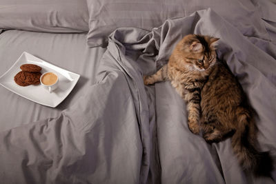 High angle view of cat lying on bed at home