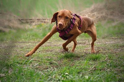 Portrait of dog on field