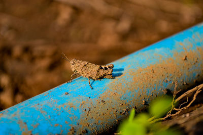 High angle view of insect on rusty metal